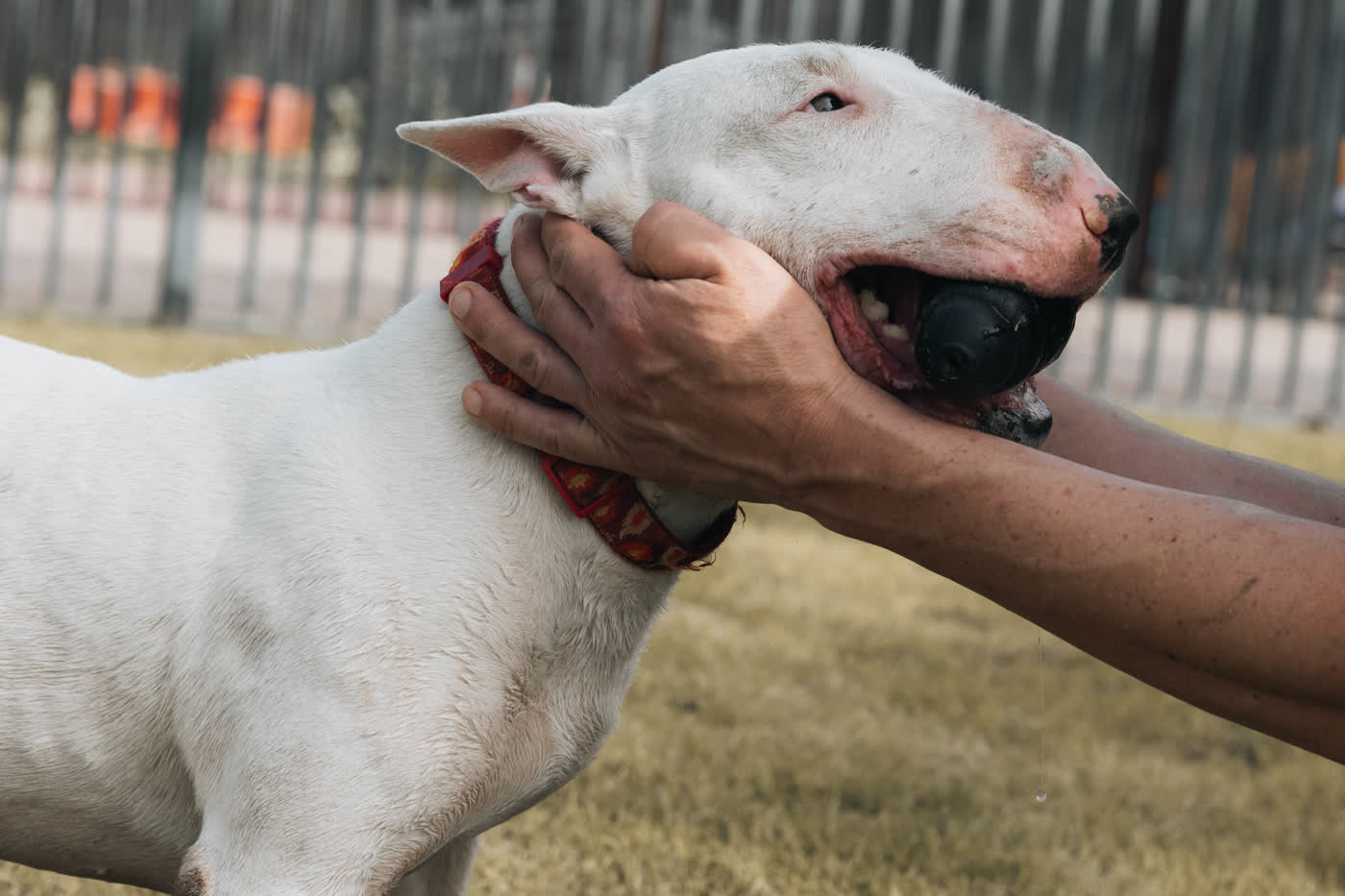Hands cupping the face of a white bull terrier